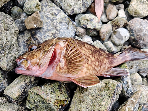 アラカブの釣果