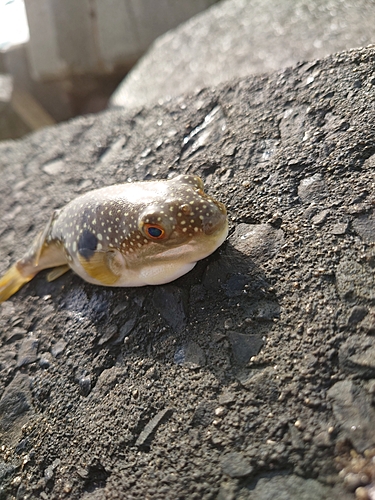 クサフグの釣果