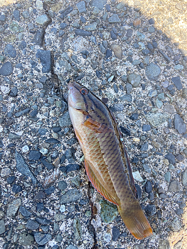 アカササノハベラの釣果