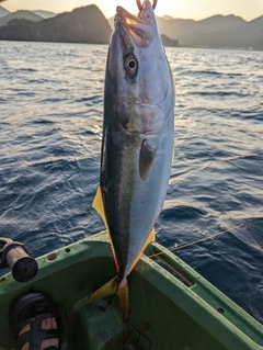 ワラサの釣果