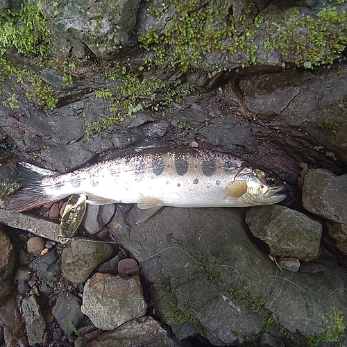 アマゴの釣果