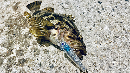 タケノコメバルの釣果