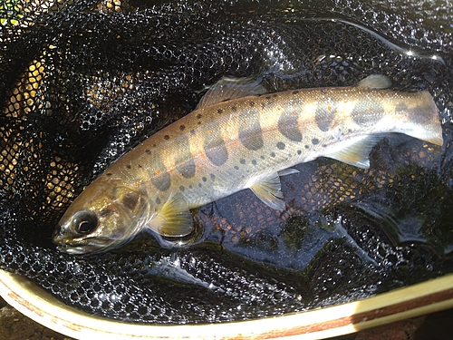 アマゴの釣果