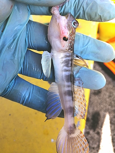 イトヒキハゼの釣果