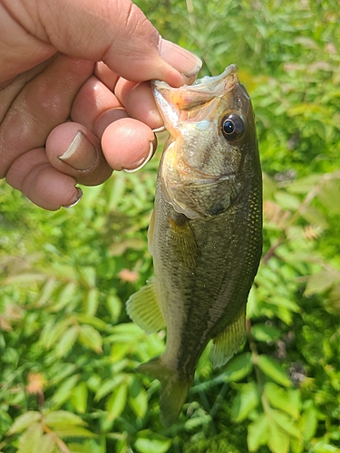 ブルーギルの釣果