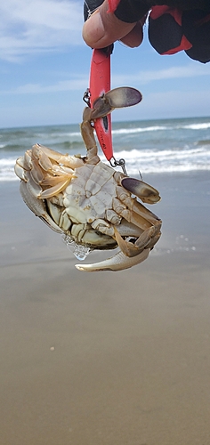 カニの釣果