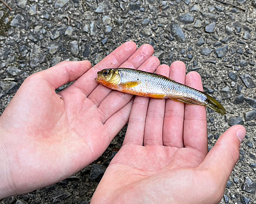 カワムツの釣果