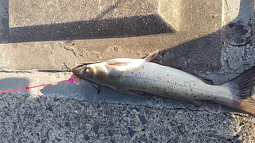 アメリカナマズの釣果