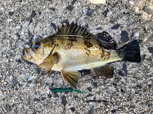 メバルの釣果