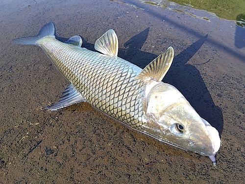 ニゴイの釣果