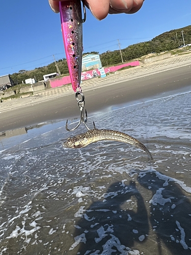 コチの釣果