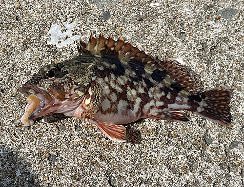 カサゴの釣果