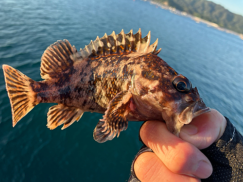 ムラソイの釣果