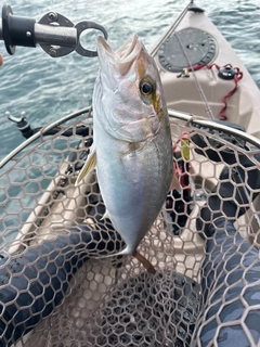 ソウダガツオの釣果