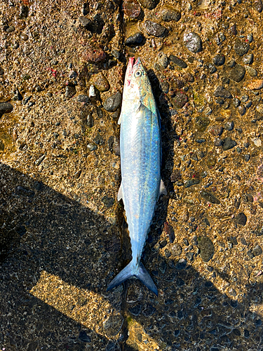 サゴシの釣果