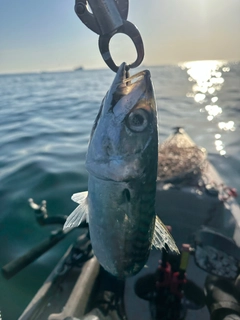 サバの釣果