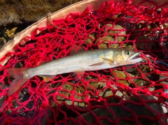 アユの釣果