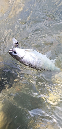 アマゴの釣果