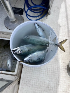 サバの釣果