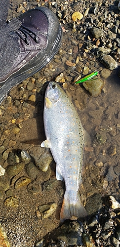 アマゴの釣果