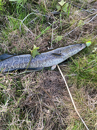 ライギョの釣果