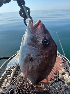 タイの釣果