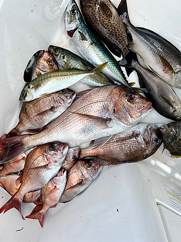 マダイの釣果