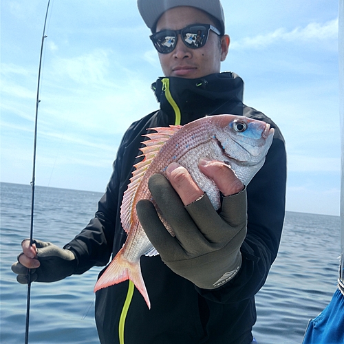 ハナダイの釣果