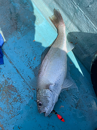 ニベの釣果