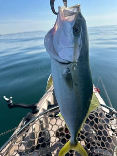 イナダの釣果