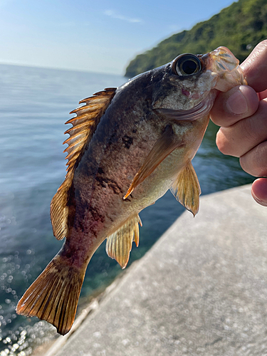 メバルの釣果