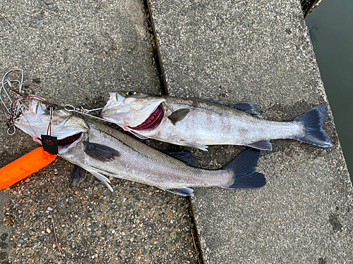 スズキの釣果