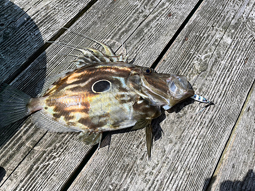 マトウダイの釣果