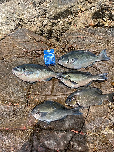 クロの釣果