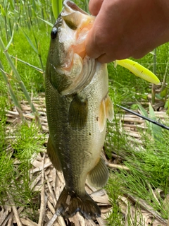 ラージマウスバスの釣果