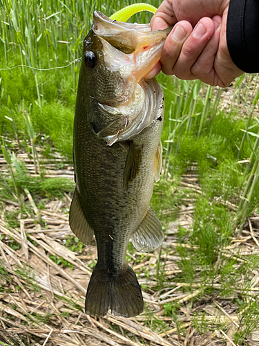 ラージマウスバスの釣果