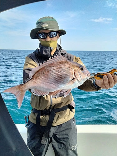 マダイの釣果