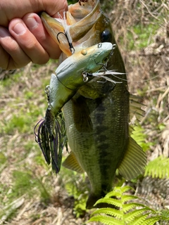 ラージマウスバスの釣果