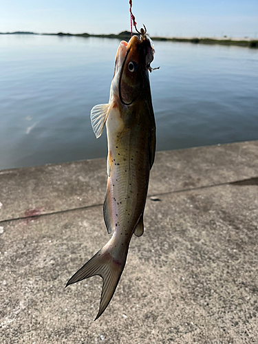 アメリカナマズの釣果