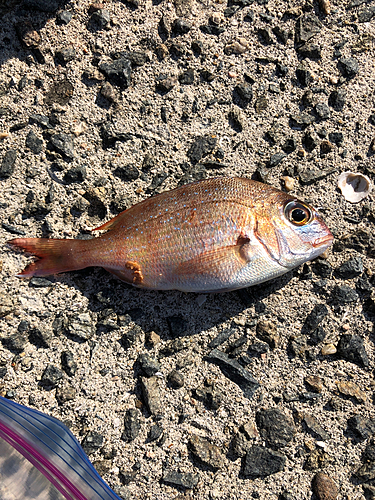 タイの釣果