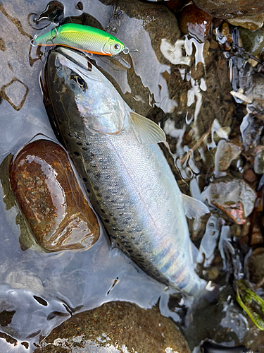 ヤマメの釣果