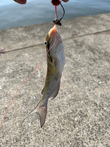 アメリカナマズの釣果