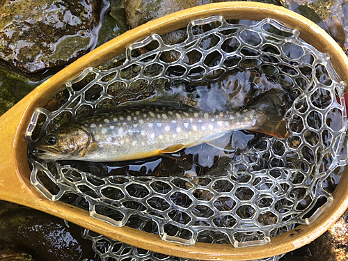 イワナの釣果