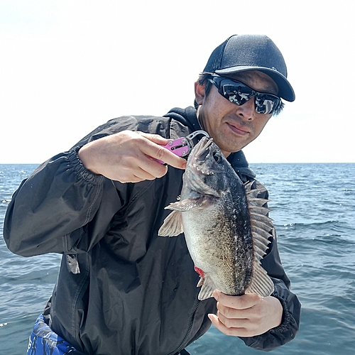 クロソイの釣果