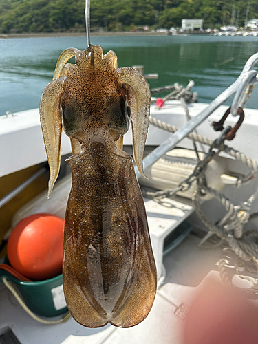 ヤリイカの釣果