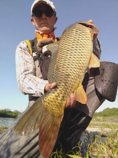 コイの釣果