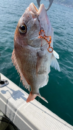 マダイの釣果