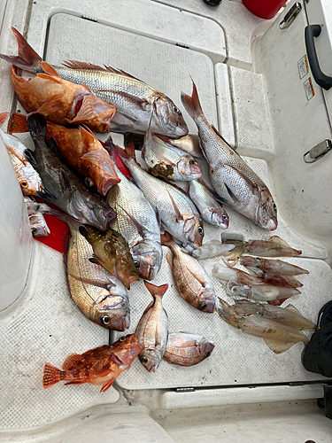 マダイの釣果