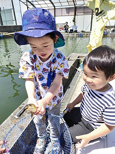 コイの釣果