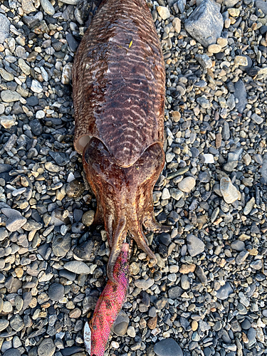 コウイカの釣果